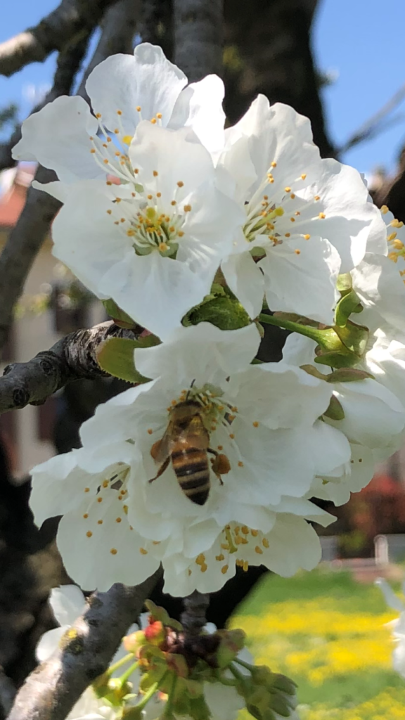 Ceralacca rossa in canne  Enotecnica Albese: enologia, apicoltura,  agricoltura